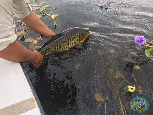 PIRA LODGE - Pantanal Argentino - Temporada 2.016